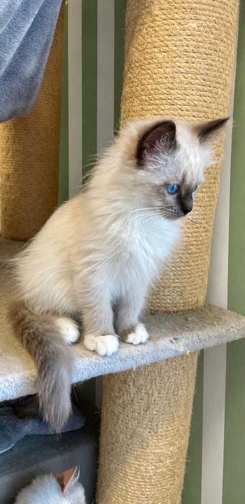 Pluizenbol Ragdoll kittens met stamboom geteste ouders, Dieren en Toebehoren, Katten en Kittens | Raskatten | Langhaar, Kater