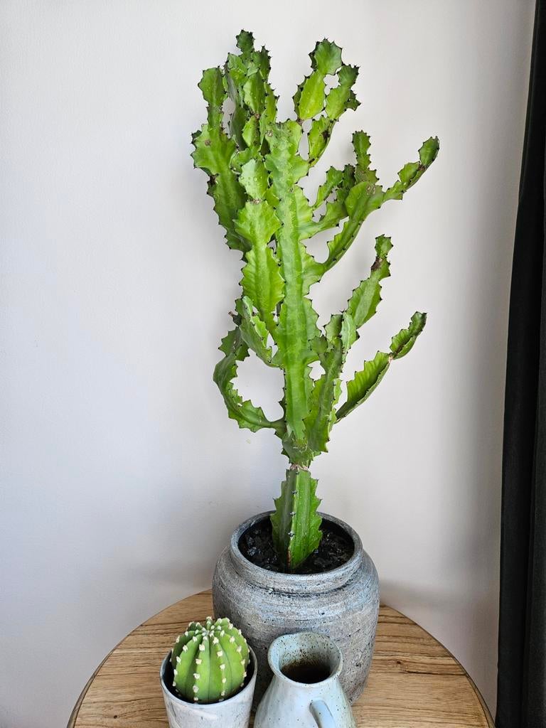 Grote cactus met pot, Ophalen, Minder dan 100 cm, In pot, Cactus