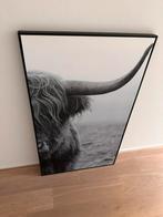 Loods 5 grote lijst met afbeelding stier, Schotse hooglander, Ophalen, Zo goed als nieuw, Foto of Poster, 75 cm of meer