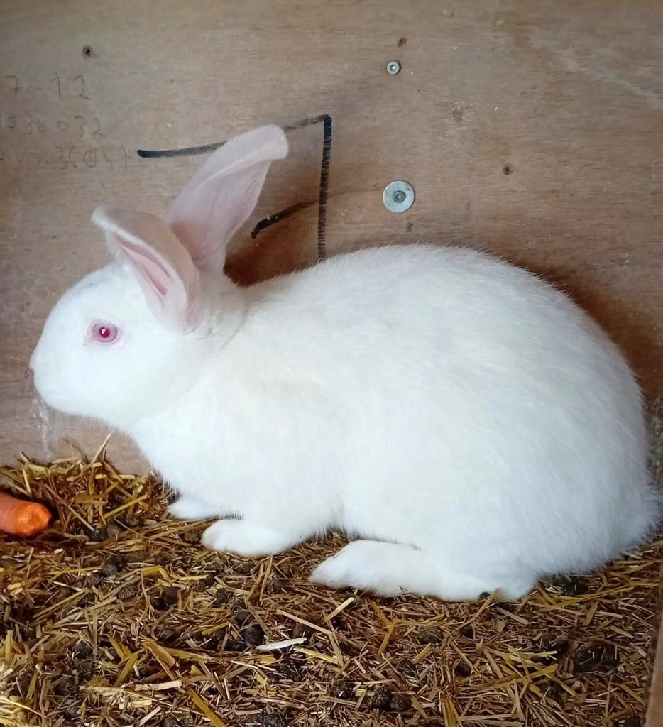 Vlinder konijn, Dieren en Toebehoren, Konijnen, Mannelijk, Middelgroot, 0 tot 2 jaar