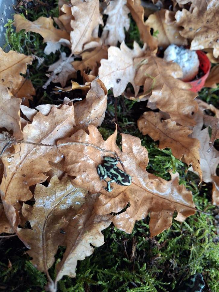 Dendrobates auratus reticulated Frog - unknown for sale from ReBo Animals