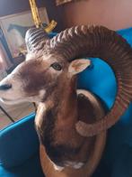 Moeflon ( ram) grote horens , opgezette kop , mooi., Verzamelen, Ophalen, Zo goed als nieuw, Boerderijdier, Opgezet dier