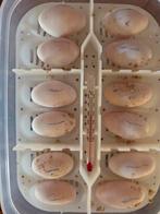 Baardagamen te koop, Amfibie, 0 tot 2 jaar