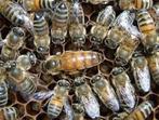 Gezocht 4 buckfast bijenvolken, Dieren en Toebehoren, Bijen