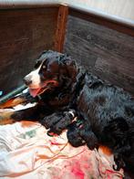 Berner Sennen puppies, 8 tot 15 weken, Meerdere, Meerdere dieren, Nederland