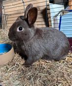 Mooi chocoladebruin rammetje, Mannelijk, Dwerg