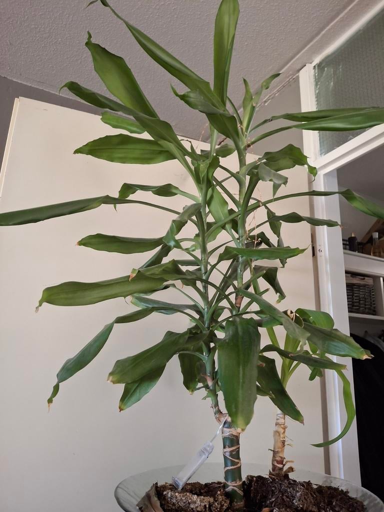 Grote dracaena 103 cm te koop. Yucca als extraatje., Tuin en Terras, Ophalen, Bloeit niet, Overige soorten, 100 tot 250 cm