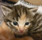 Kittens te koop, Dieren en Toebehoren
