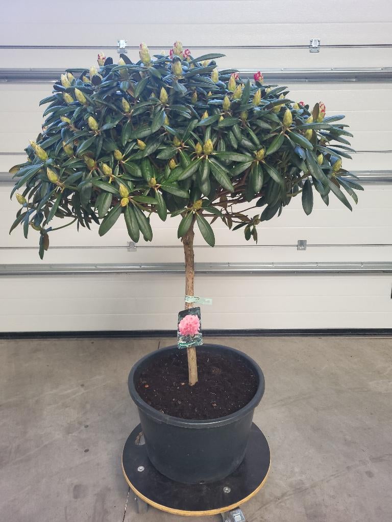 Rhododendron Y Kalinka op stam, Ophalen, Lente, Overige soorten, Halfschaduw