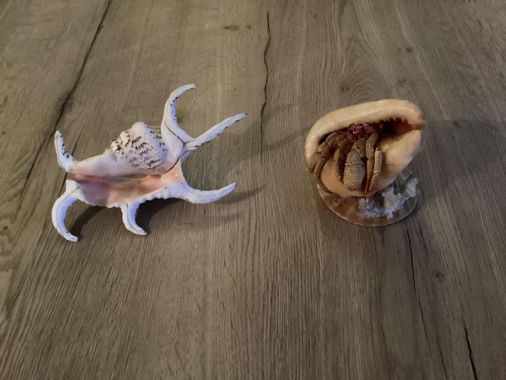 Schelpen 2 stuks. Voor een prijs., Ophalen