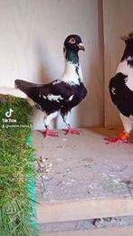 Te koop mooie koppel جوز عمالات, Meerdere dieren