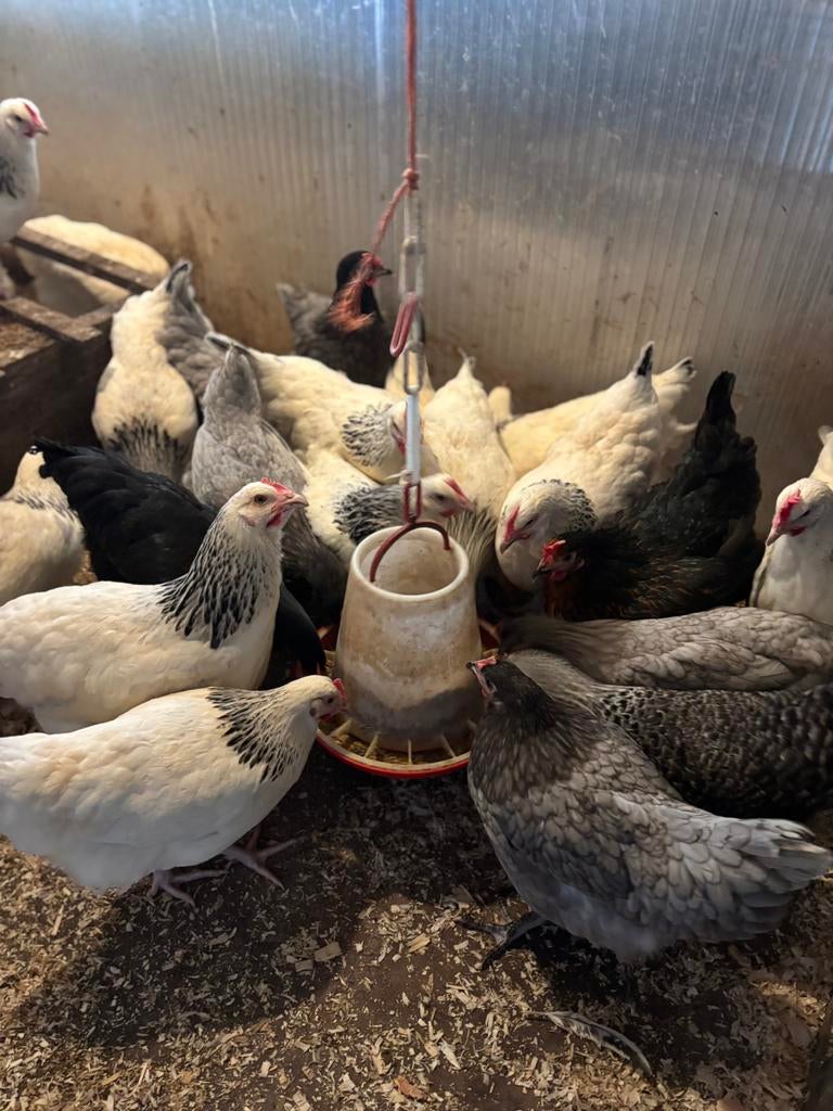 Jonge hennen legkippen verschillende kleuren leghennen, Ophalen of Verzenden, Zo goed als nieuw, Kippenhok of Kippenren