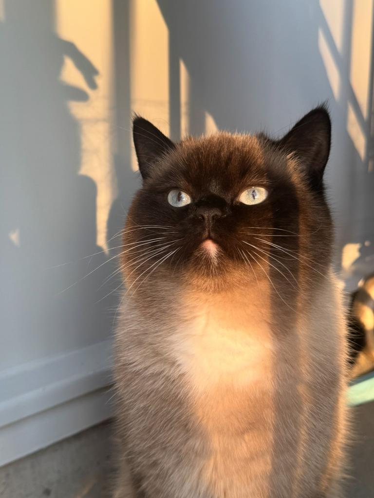 Katter te koop, Dieren en Toebehoren, Katten en Kittens | Overige Katten, Kater