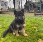 Langharige duitse herders te koop, Dieren en Toebehoren, Honden | Herdershonden en Veedrijvers, Parvo, België, Particulier, 8 tot 15 weken