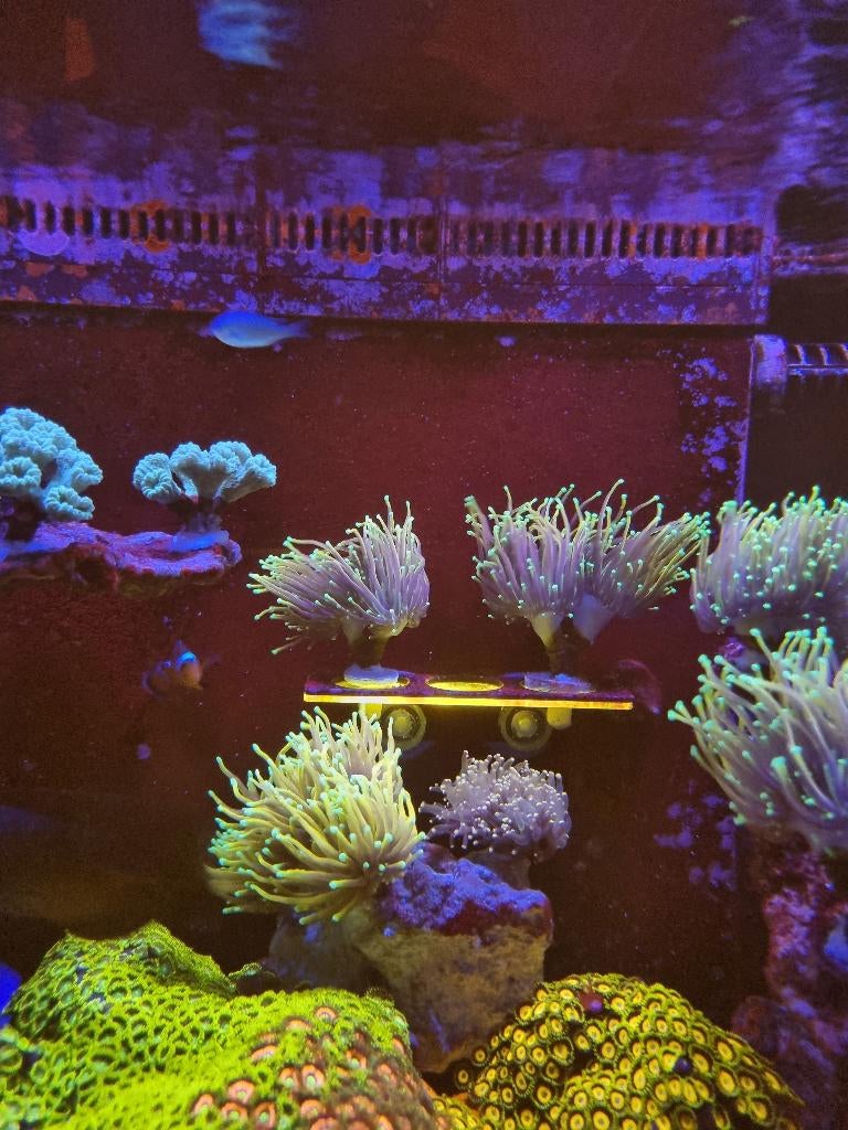 Koraal stekken - NY knicks ultra torch, Dieren en Toebehoren, Ophalen, Nieuw, Gevuld zeewateraquarium