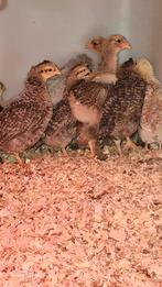 brahma kuikens blauw/goud patrijs, Dieren en Toebehoren, Geslacht onbekend, Kip