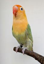 Pracht koppel opaline dilute Fischeri 's, Meerdere dieren, Dwergpapegaai of Agapornis