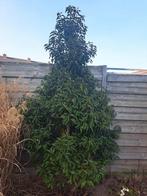 Planten gratis af te halen., Ophalen of Verzenden, Halfschaduw, Overige soorten, 100 tot 250 cm