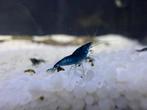 30 blauwe neocaridina garnalen voor €25, Dieren en Toebehoren, Kreeft, Krab of Garnaal