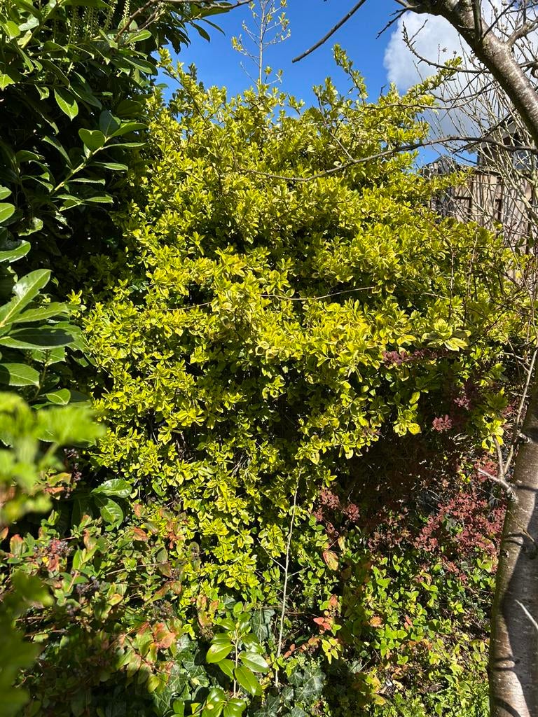 Groen/gele struik te koop, Tuin en Terras, Planten | Bomen, Ophalen of Verzenden, Volle zon, Overige soorten