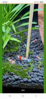 Crystal Red Garnalen, Kreeft, Krab of Garnaal, Zoetwatervis, Schoolvis