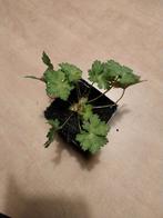 Geranium Rozanne, Ophalen, Overige soorten, Volle zon