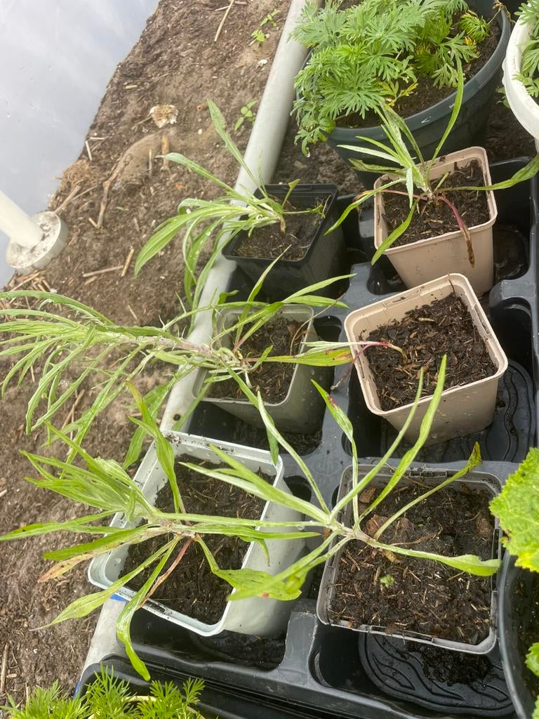Korenbloem plantjes biologisch, Ophalen, Eenjarig, Groenteplanten, Volle zon