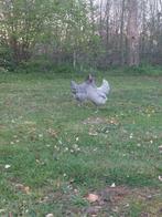 Bleu de landes kippen - Tegen de leg - Goede leggers, Dieren en Toebehoren, Vrouwelijk, Kip