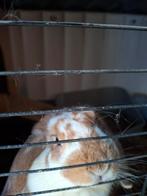 Hangoor konijn bruin met wit, April, Meerdere dieren, Overige typen, Tam