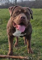 American bully xl dekreu, Dieren en Toebehoren, Honden | Bulldogs, Pinschers en Molossers, Parvo, 1 tot 2 jaar, Eén hond, Nederland