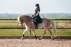 Grote, lieve, allround Haflinger, E pony (1.48m - 1.57m), Ruin, Dressuurpony, 7 tot 10 jaar