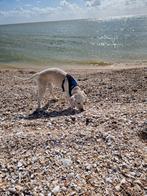 Dori beschikbaar voor adoptie, Particulier, 15 weken tot 1 jaar, Buitenland, Teef