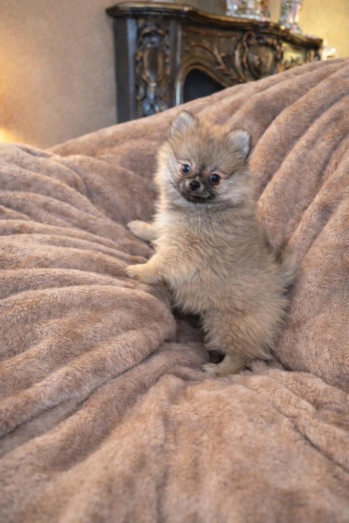 Prachtige pomchi pup, Dieren en Toebehoren, Honden | Poolhonden, Keeshonden en Oertypen, Reu, Keeshond, Particulier, Eén hond