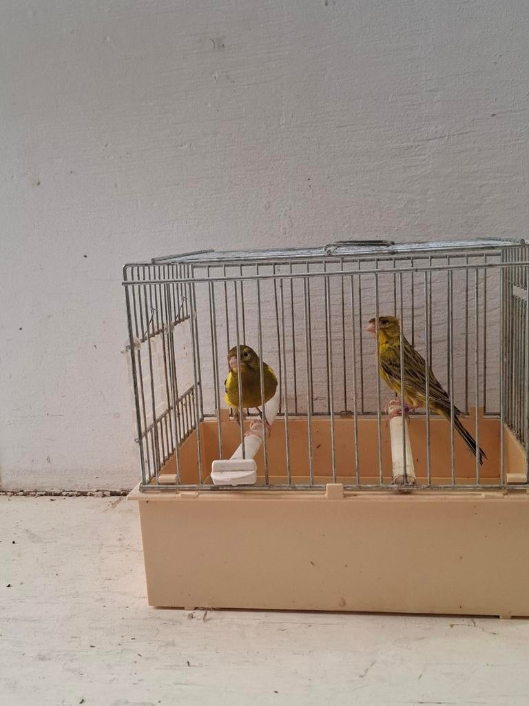 Koppels rasa kanarie, Meerdere dieren, Kleurkanarie