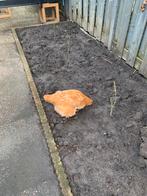 2 cochin legkippen, Ophalen, Tuinaarde