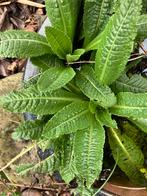 Grote kaardebol stek inheems, Tuin en Terras, Volle zon, Tweejarig, Zomer, Ophalen