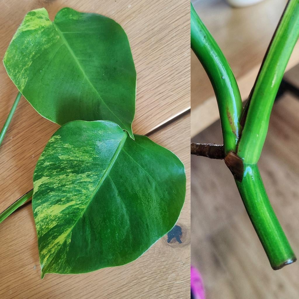 Monstera Aurea yellow variegata kopstek, Huis en Inrichting, Kamerplanten, Ophalen, Halfschaduw, Minder dan 100 cm