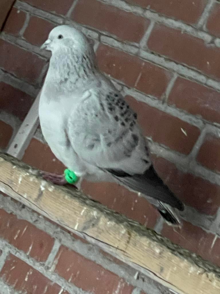 Te koop sierduiven, Meerdere dieren, Overige soorten