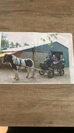 Mentuig te koop zigeuner