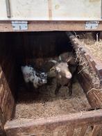 Dwerg geitjes, Dieren en Toebehoren, Meerdere dieren, Geit