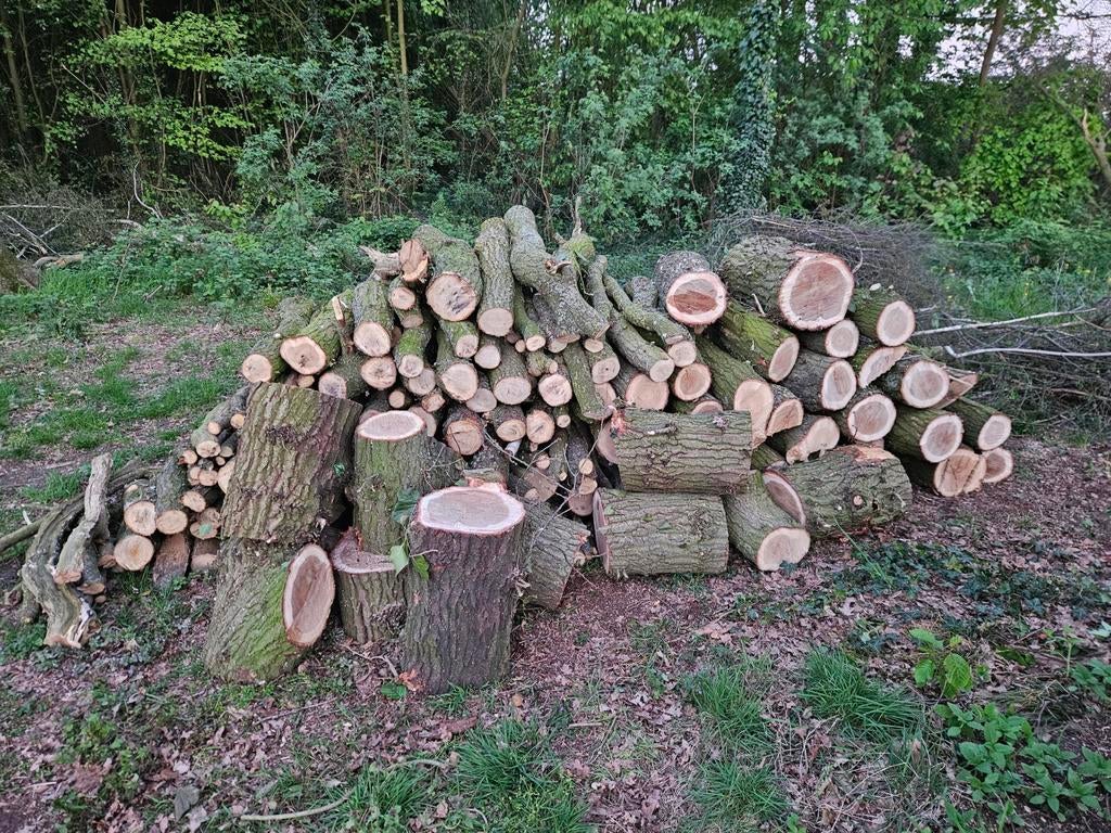 Versgezaagd eikenhout, 3 tot 6 m³, Ophalen, Eikenhout, Blokken