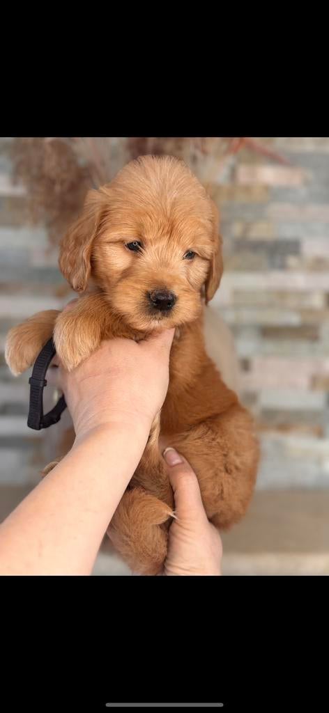 Prachtige goldendoodle pup, Dieren en Toebehoren, Honden | Retrievers, Spaniëls en Waterhonden, Parvo, Nederland, Overige rassen
