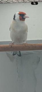 Putter eumo poppen, Vrouwelijk