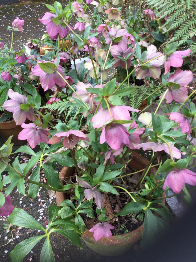 Rode Helleborus €1,00 per potje, Tuin en Terras, Planten | Tuinplanten, Ophalen of Verzenden