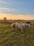 Niet dragende swifter ooilammeren., Vrouwelijk, Schaap, 0 tot 2 jaar
