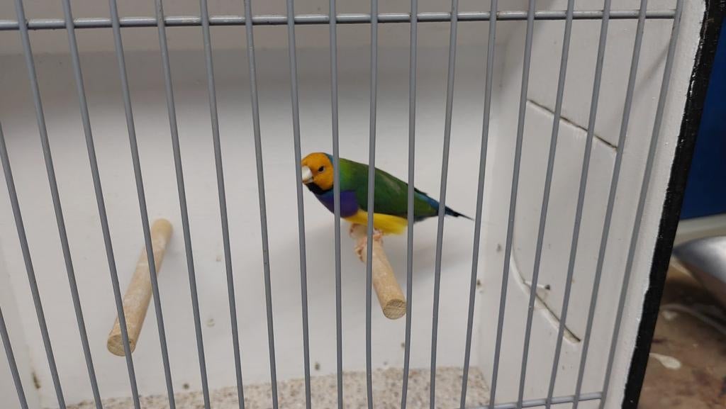 Goudamedines mannen, Dieren en Toebehoren, Mannelijk