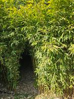 Mooie bamboe planten in pot gekweekt. Phyllostachys Bissetii, Tuin en Terras, Planten | Bomen, In pot, Bloeit niet, Halfschaduw