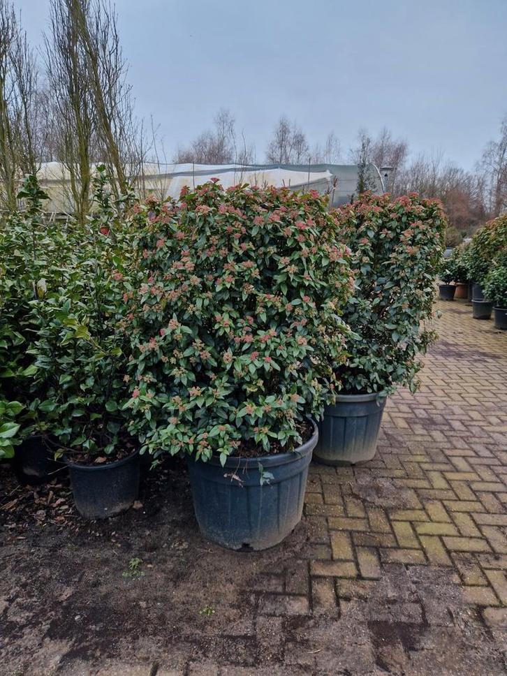 Viburnum Tinus XXL - Grote Sneeuwbal in Pot, Tuin en Terras, Planten | Tuinplanten, Vaste plant, Overige soorten, Volle zon, Winter