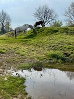 2 plekjes vrij, Dieren en Toebehoren, Stalling en Weidegang, Weidegang, 2 of 3 paarden of pony's