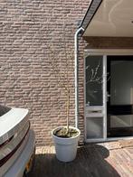 Appelboom gratis op te halen, Overige soorten, Lente, 100 tot 250 cm, Ophalen